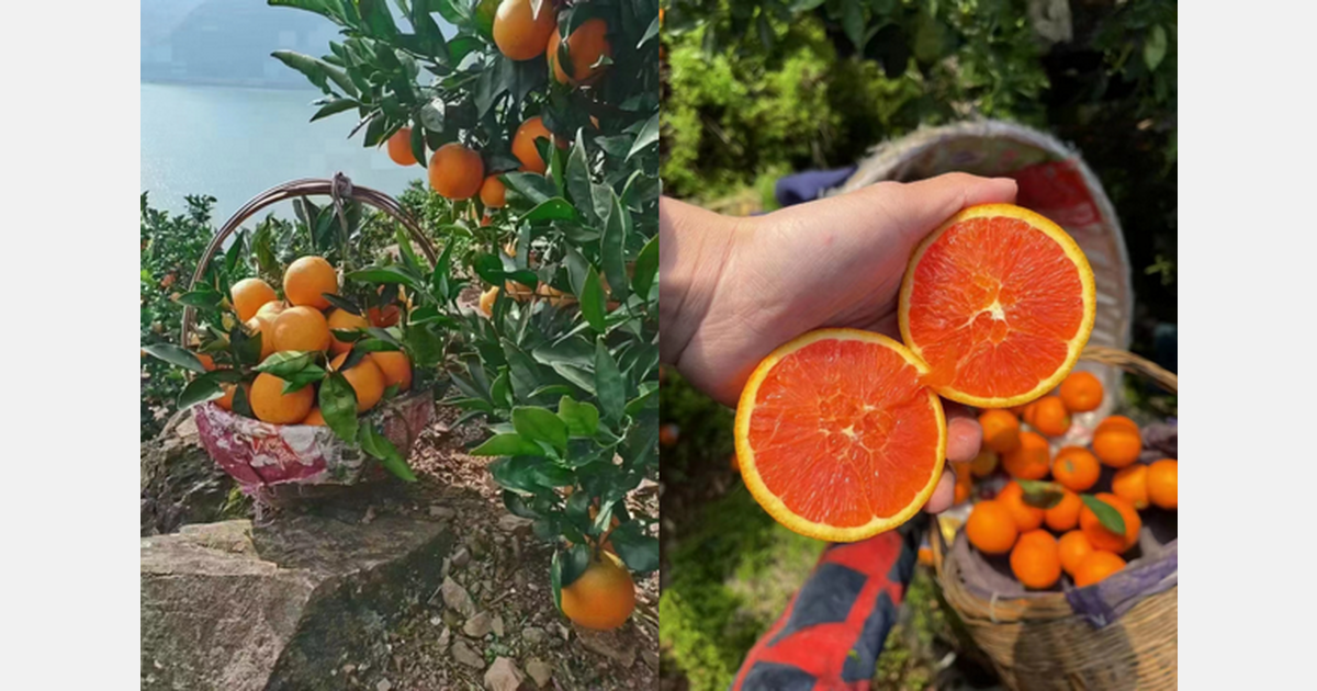 "Redflesh navel oranges are popular in export markets"