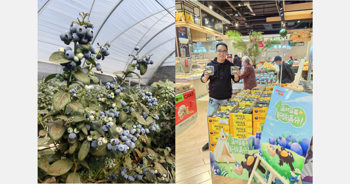 “The market is going well for the newly introduced blueberry varieties” Export