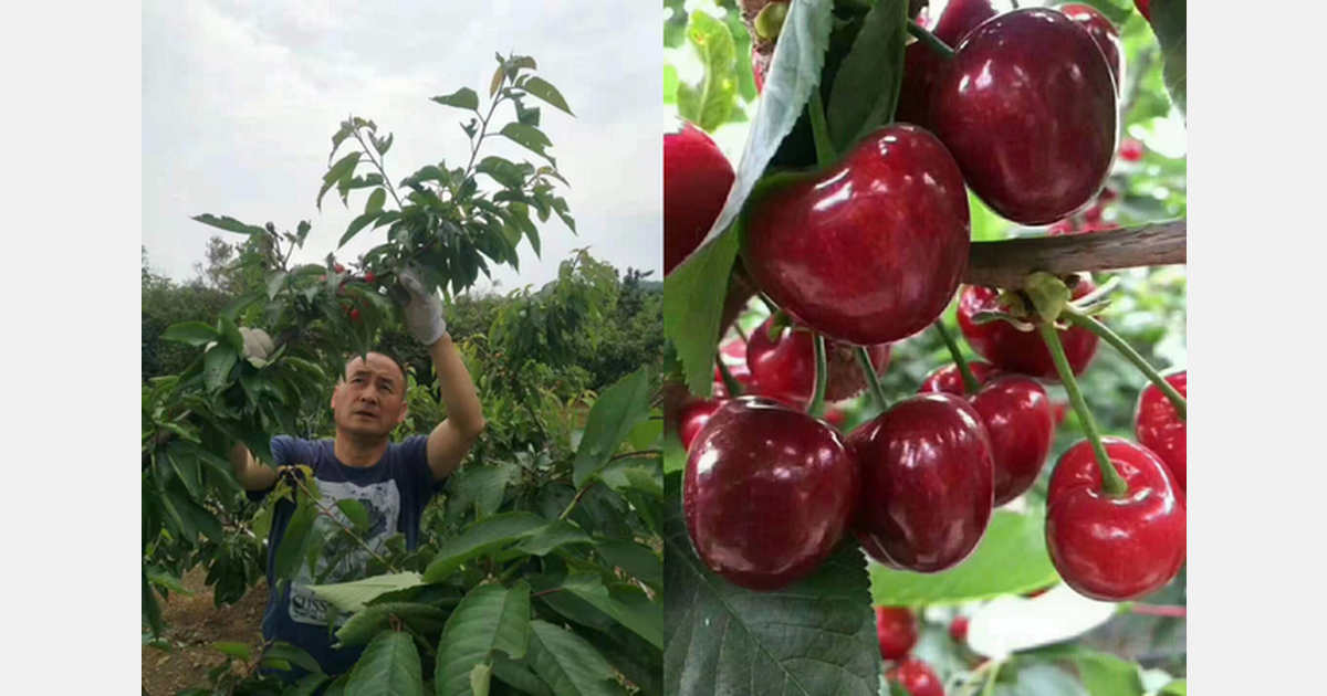 "The highend cherry market is expected to be optimistic this year"