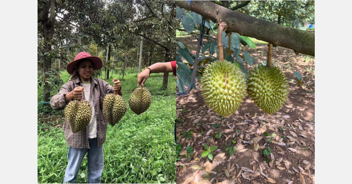 “Thailand’s durians perform well in the market” Export
