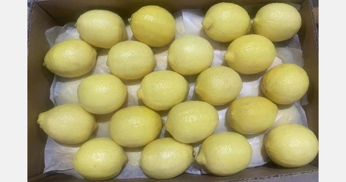 lemon-production-increased-by-20-in-the-new-season-price-at-the-origin-has-dropped
