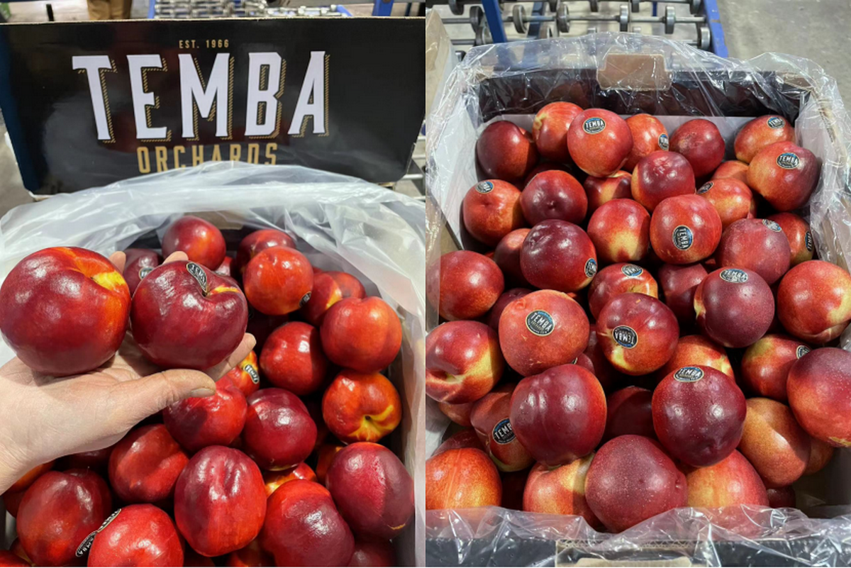 “Imported Australian nectarine season started early, with mostly small