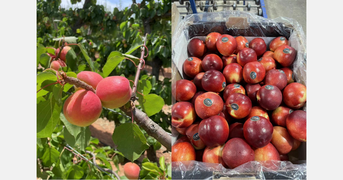 “Imported Australian nectarine season started early, with mostly small