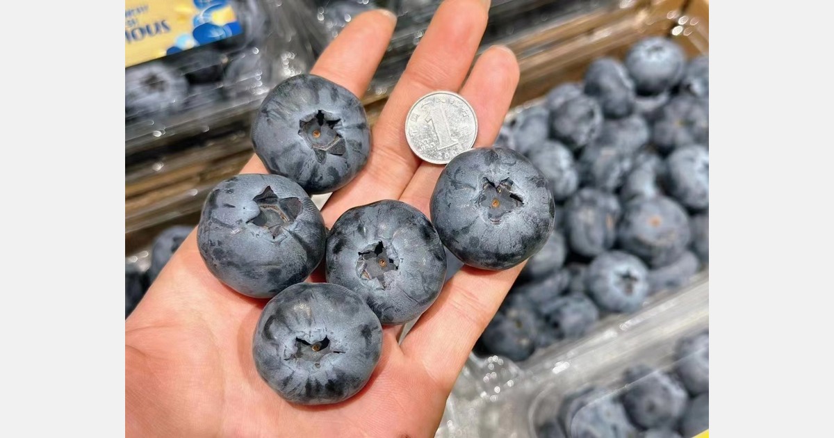 "It is estimated that blueberries produced in China will be mass