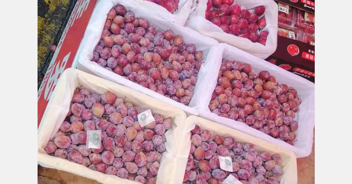 «Las exportaciones de fruta de hueso de Chile alcanzan niveles récord»