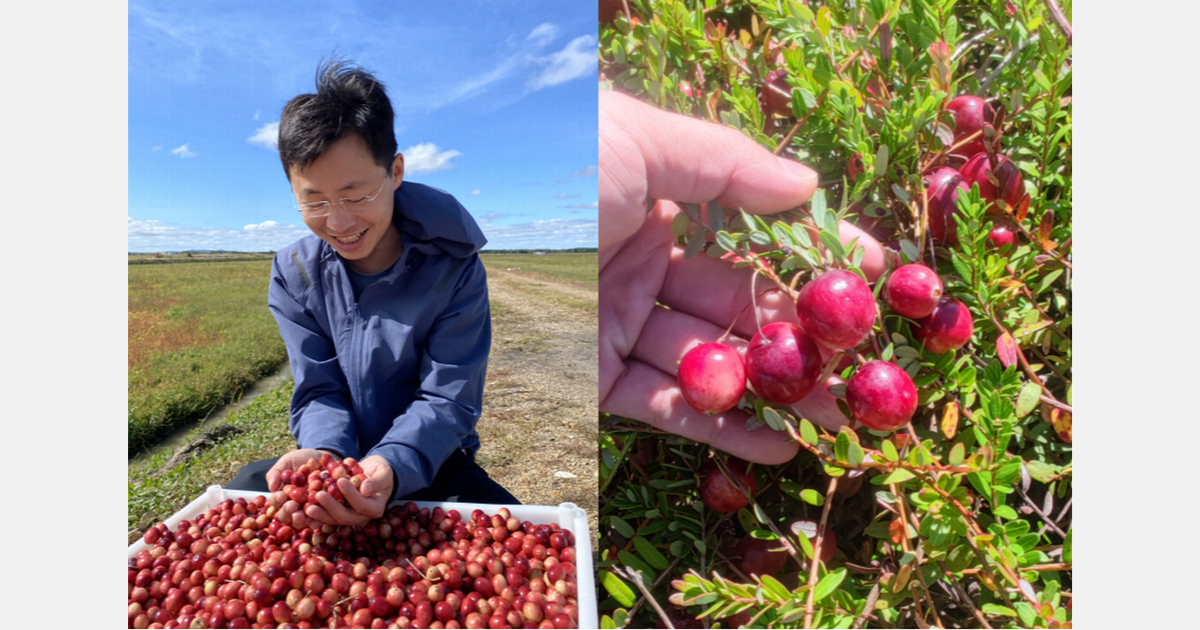 The success of our cranberry promotion lies in in-depth product analysis and channel diversification