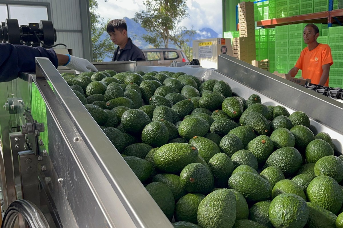 "We cultivate highquality avocados by improving the soil"