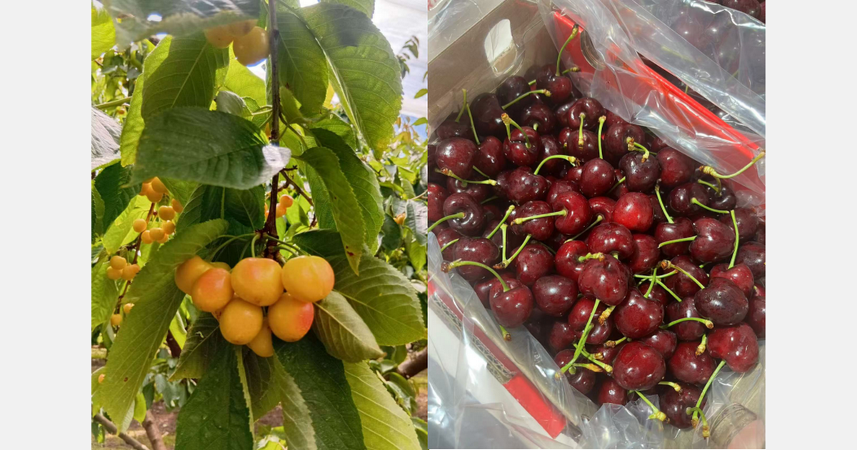 "Current cherry prices are low; pre-holiday market performance will depend on inventory levels."