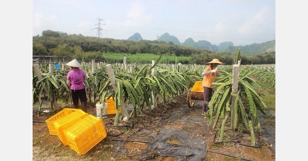 Artificial lighting helps stabilize dragon fruit market, and prices show modest recovery