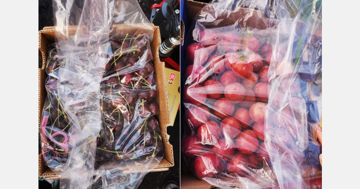 Cherry market rebounds, while plum prices lower than previous years