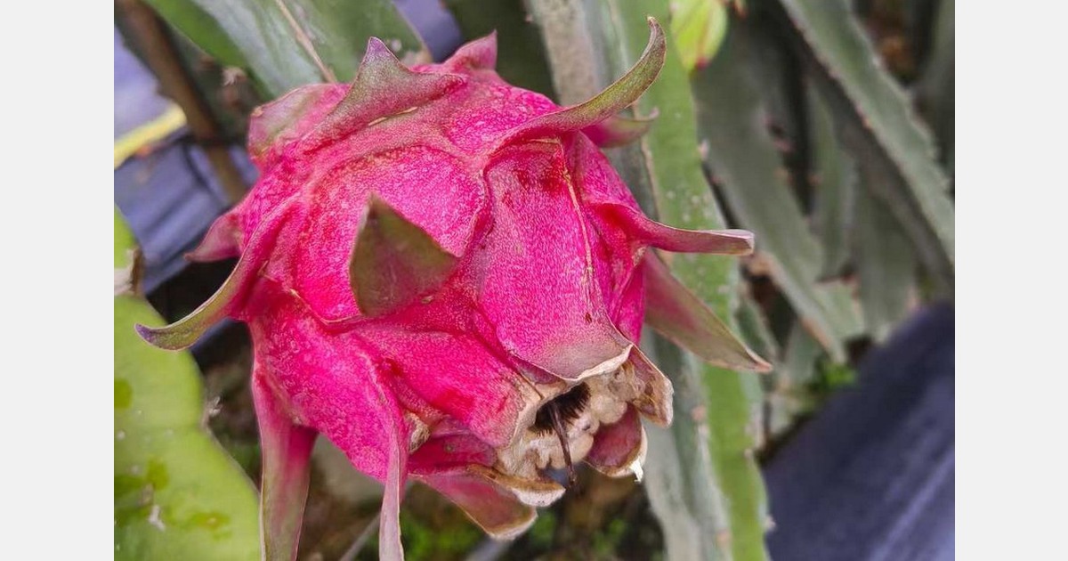 The dragon fruit market remains sluggish this season, and artificially lit fruit has not revived demand