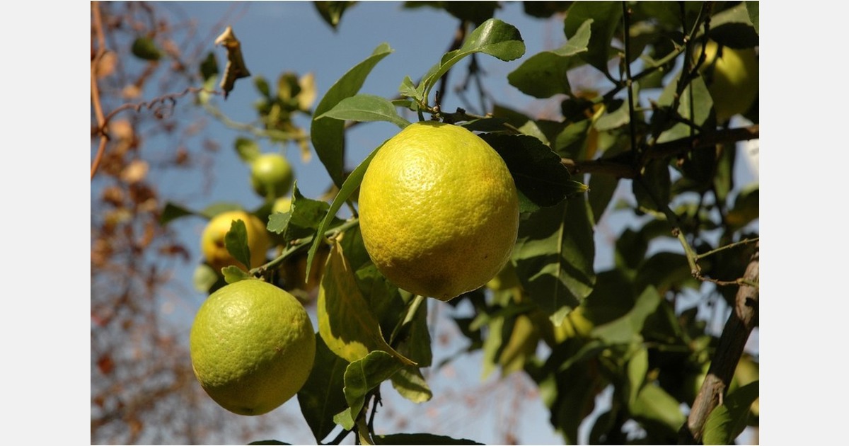 South African citrus exports to China face zero tariffs, potentially intensifying market competition