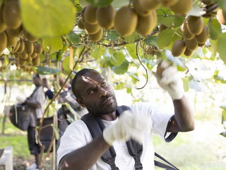 NZKGI 2 NZ kiwifruit