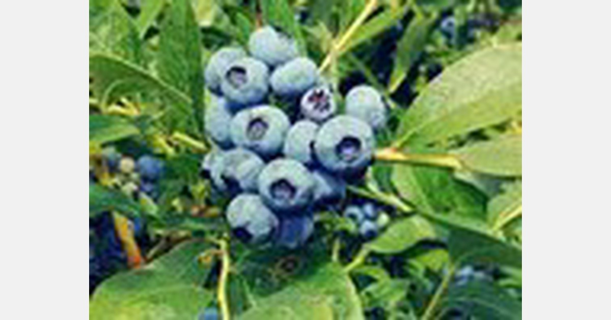 Imported blueberries to Quebec about to come on heavily