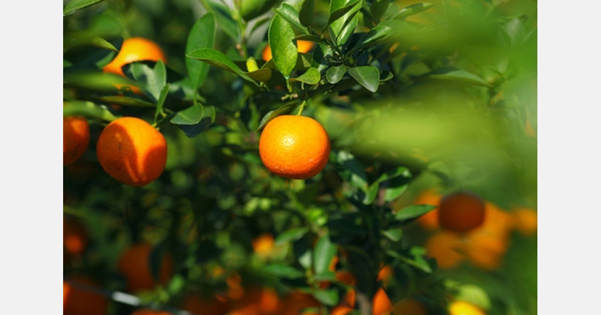 Peak season for Southern California mandarins