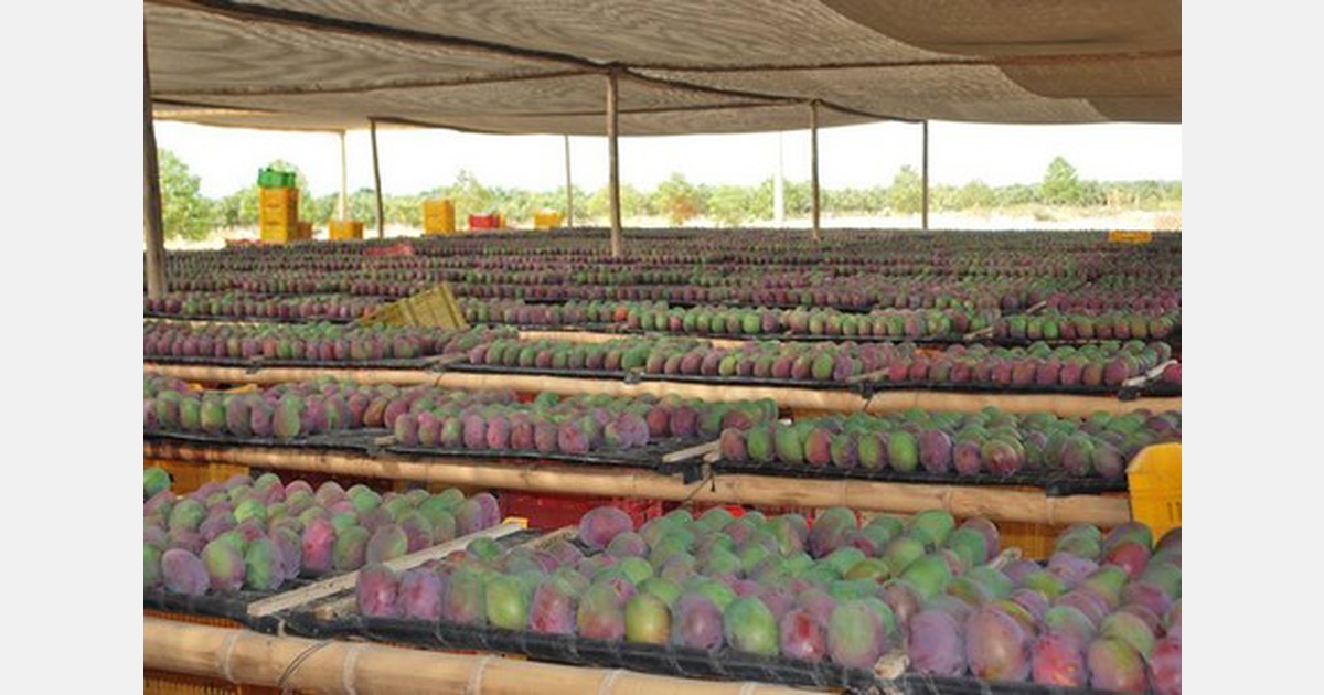 US mango import volumes to dip