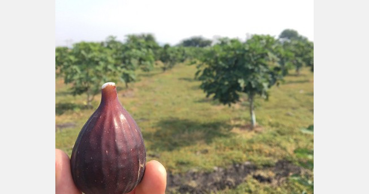 Mexican figs about to hit peak