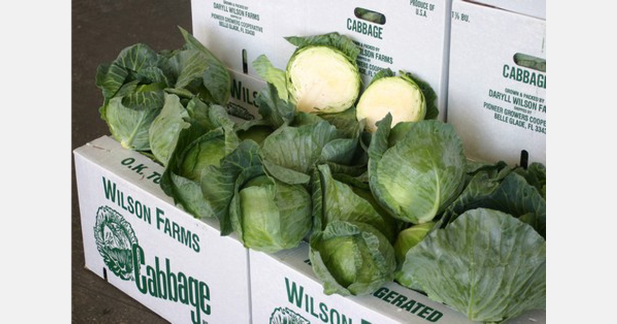 Cabbage prices high for entire Florida season