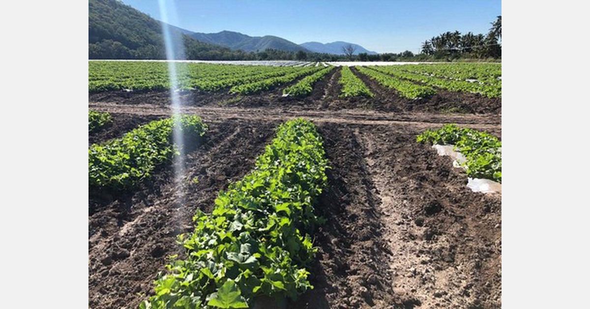 Melon distributor increases watermelon volume