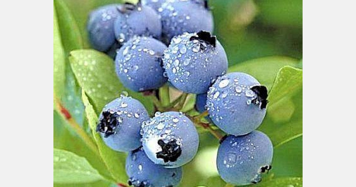AU New South Wales blueberry grower enjoys return to near perfect