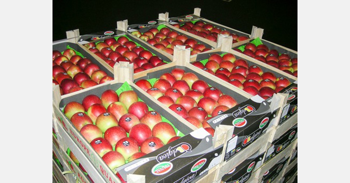 SugarBee apples to be sold jointly with powerful new partnership