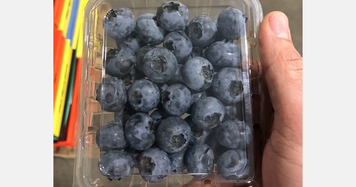 Mexican and domestic production bring strong quality blueberries