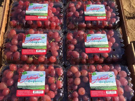 Organic Grape Supplies Transition to San Joaquin Valley