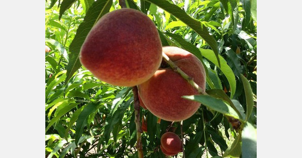 Date set for start of peach harvest