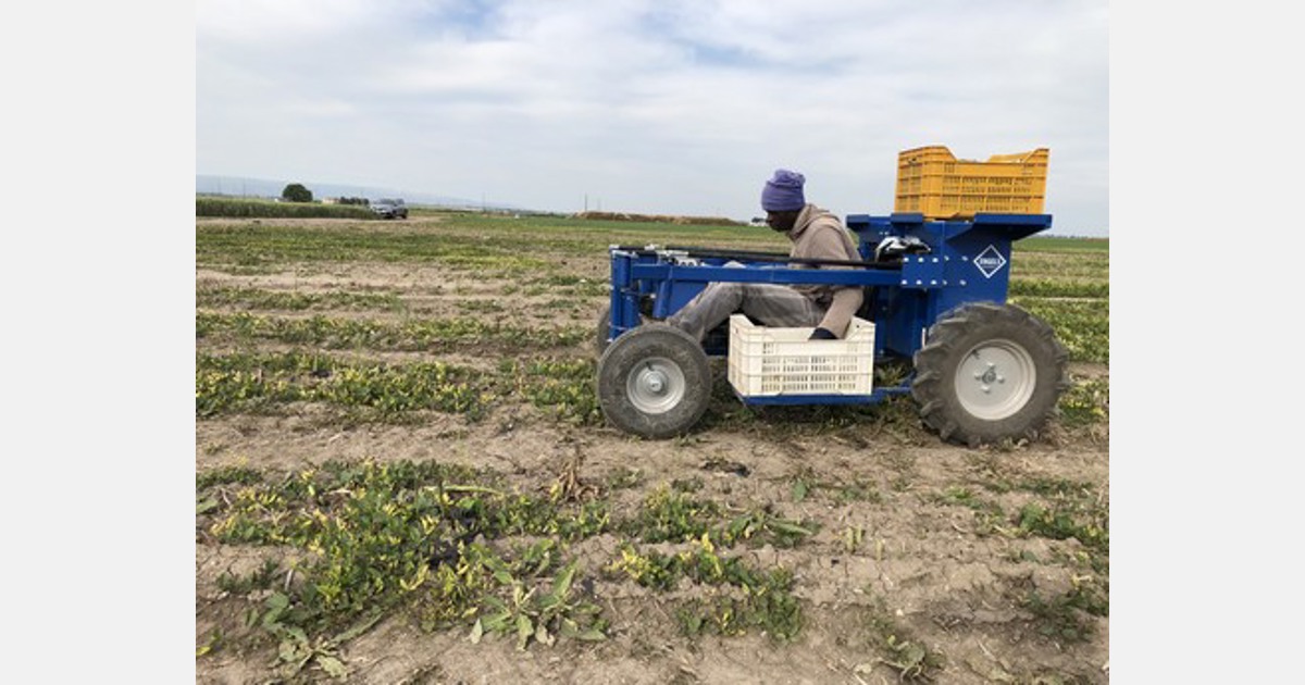 Electrically powered harvester for green asparagus presented