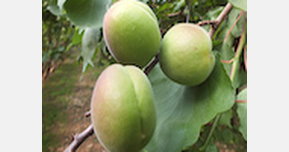 Time to harvest apricots in Turkey
