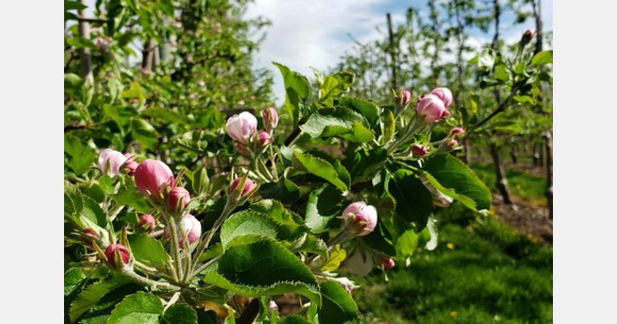 Ontario apple orchards entering bloom