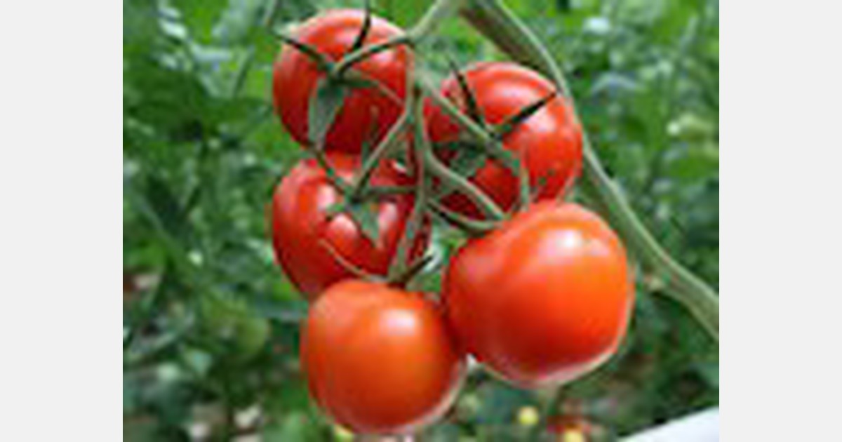 Ukraine returns 38 tons of tomatoes back to Turkey