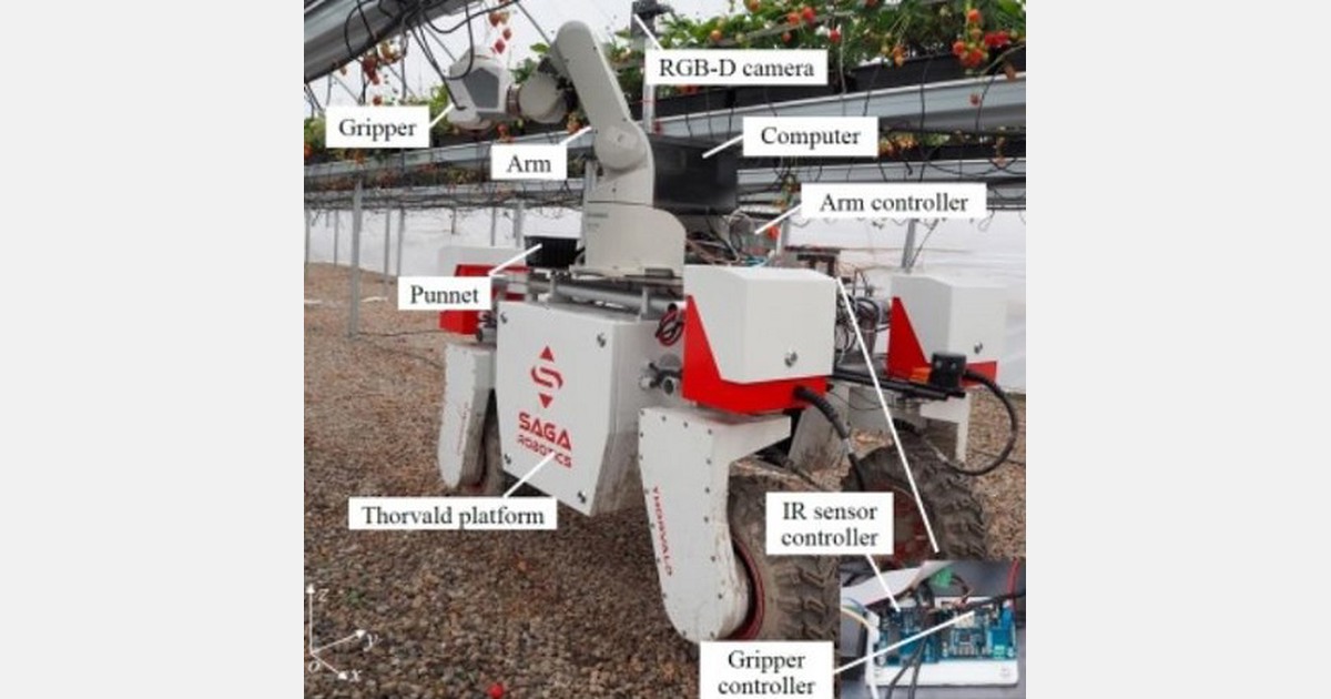 Robotic strawberry harvesting