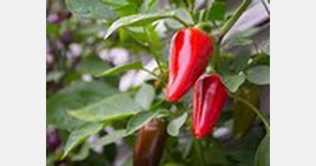 Colombia: ICA and APHIS at final stage of establishing phytosanitary ...