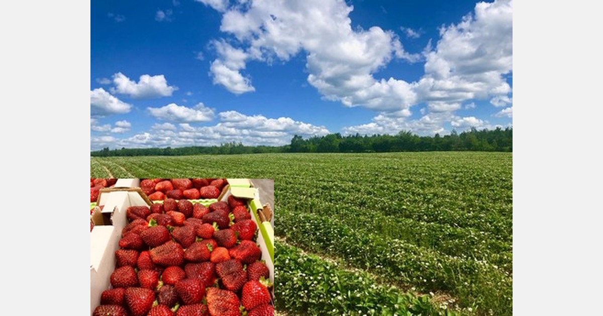 Quebec strawberries face tricky timing