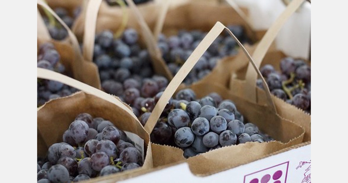 Increased supply of Thomcord grapes announced for 2019 season