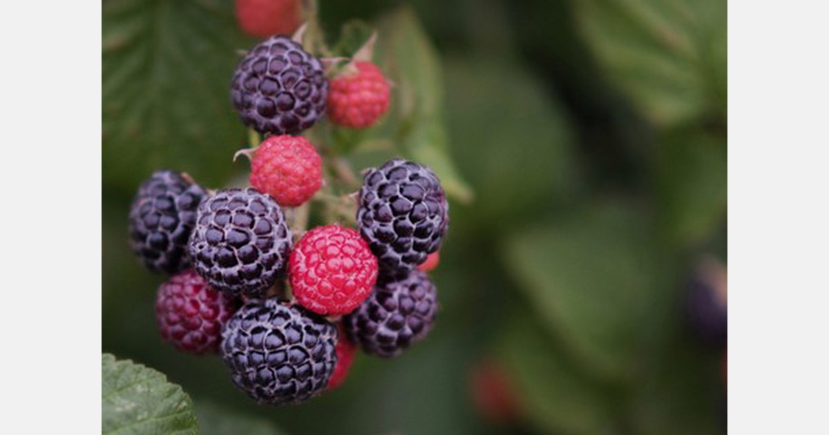 Black raspberry harvest finishing up in Oregon