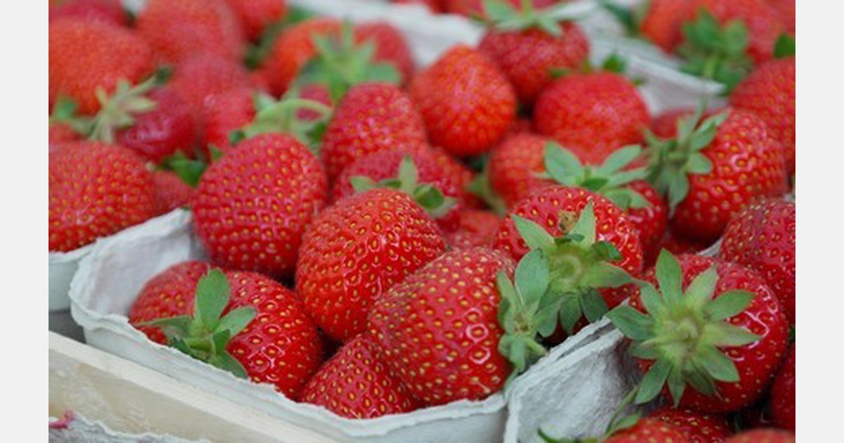 Strawberry supplies from California improving
