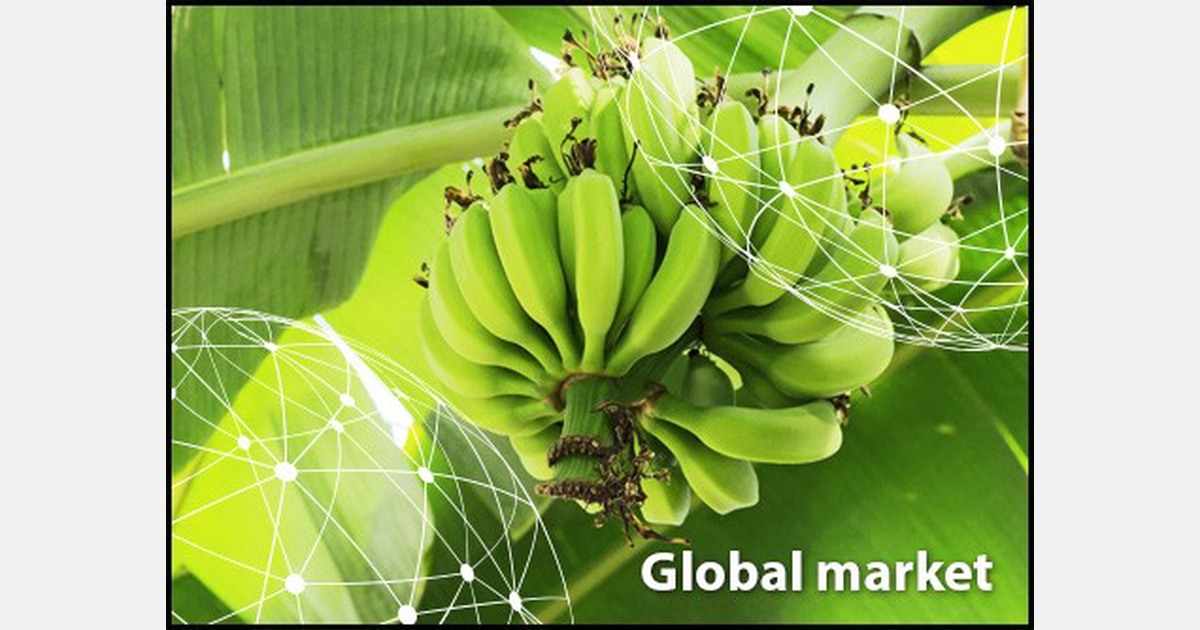OVERVIEW GLOBAL BANANA MARKET