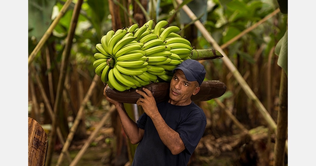 CA technology which enables bananas to be transported over long