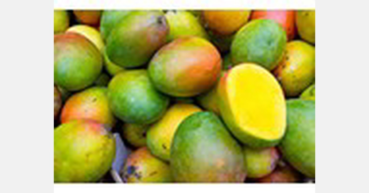 Study finds that mango ripeness is critical for 80 of consumers