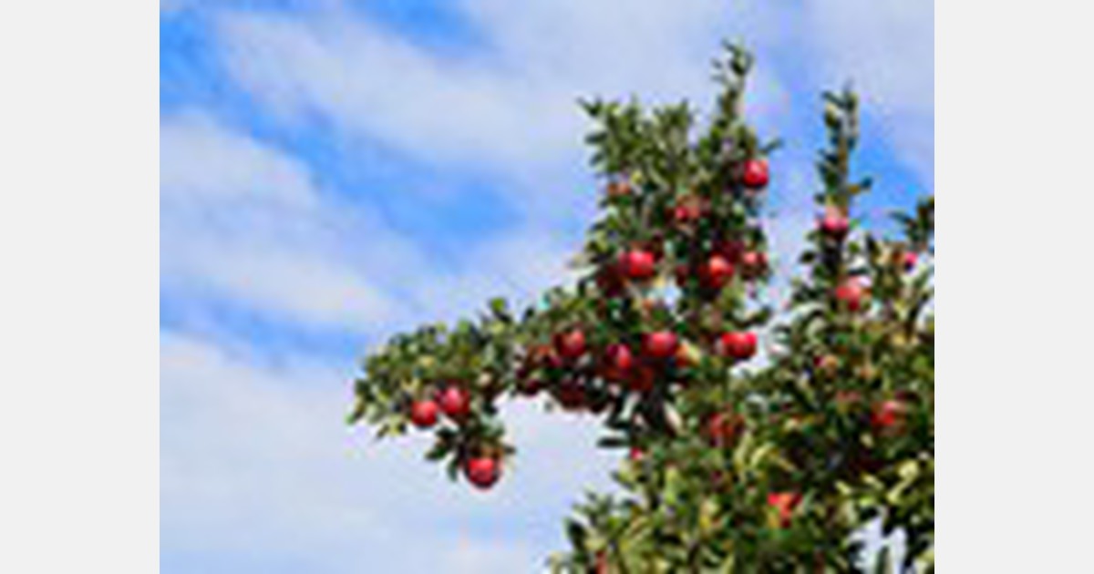 Gisborne, NZ, celebrates 10 years of growing Envy apple