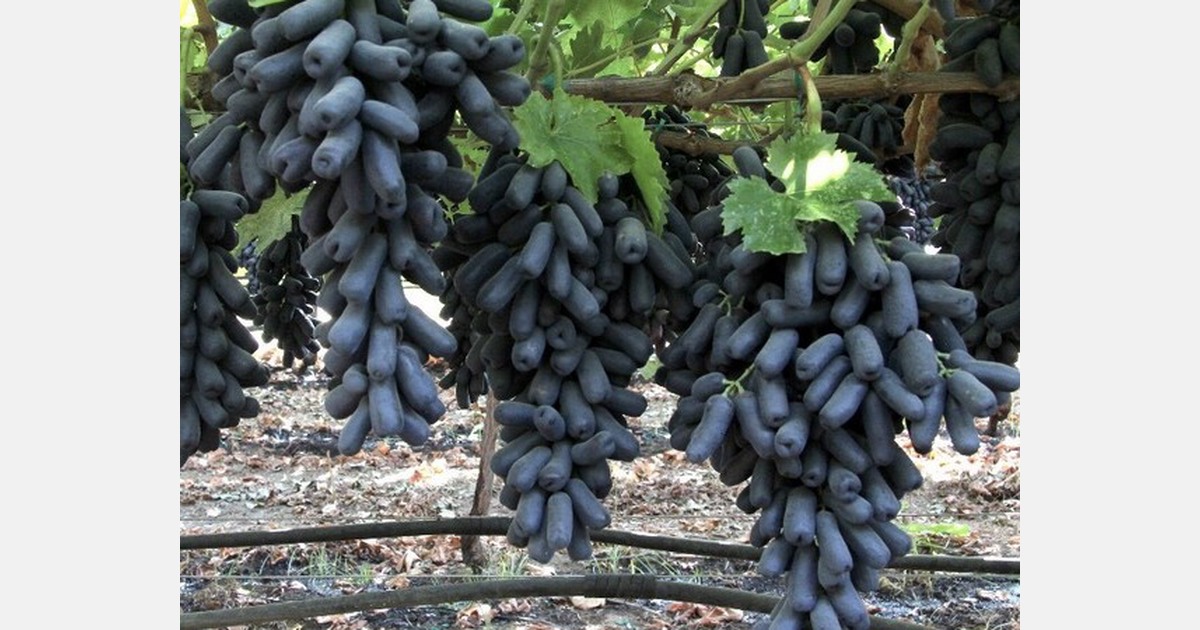 Increased supplies of premium Moon Drop grapes this year