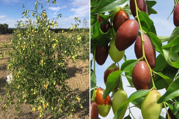 New Mexico home for Jujubes?