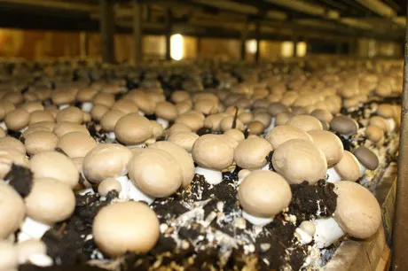 Straw Mushroom Supplier,Trader,Exporter, Vietnam