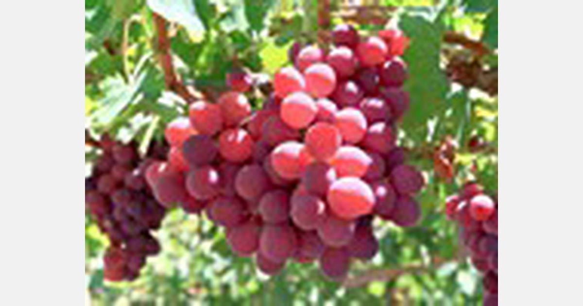 Consumercentric maturity standards for table grapes in Australia