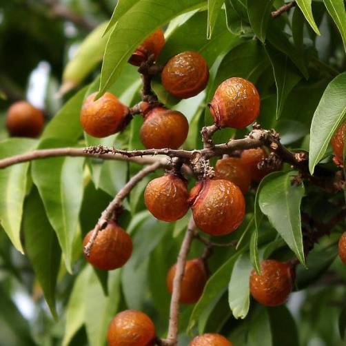 Sapindus saponaria