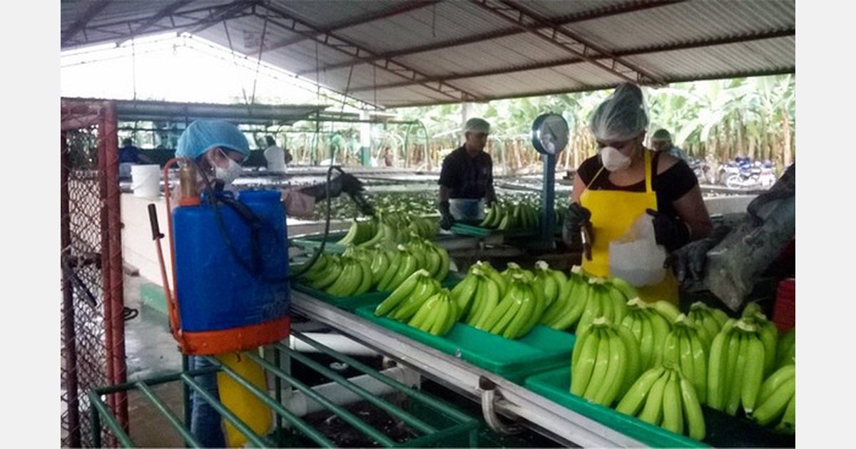 “Ecuadorian banana exports to Europe decreased 1214 in 2019”