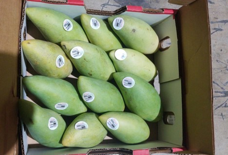 More Mangoes Coming In This Year Into North America
