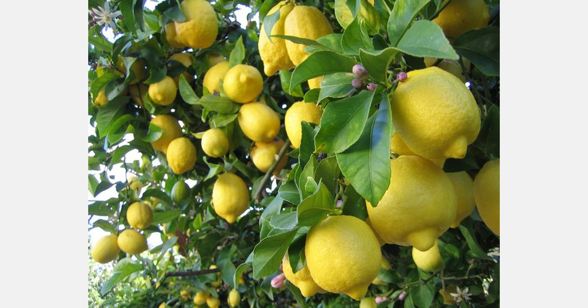California lemon season going well
